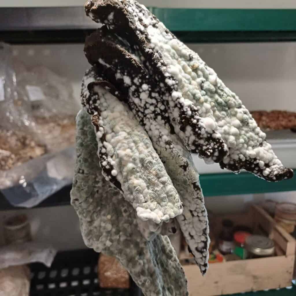 Moisissure sur viande séchée : composée de Penicillium