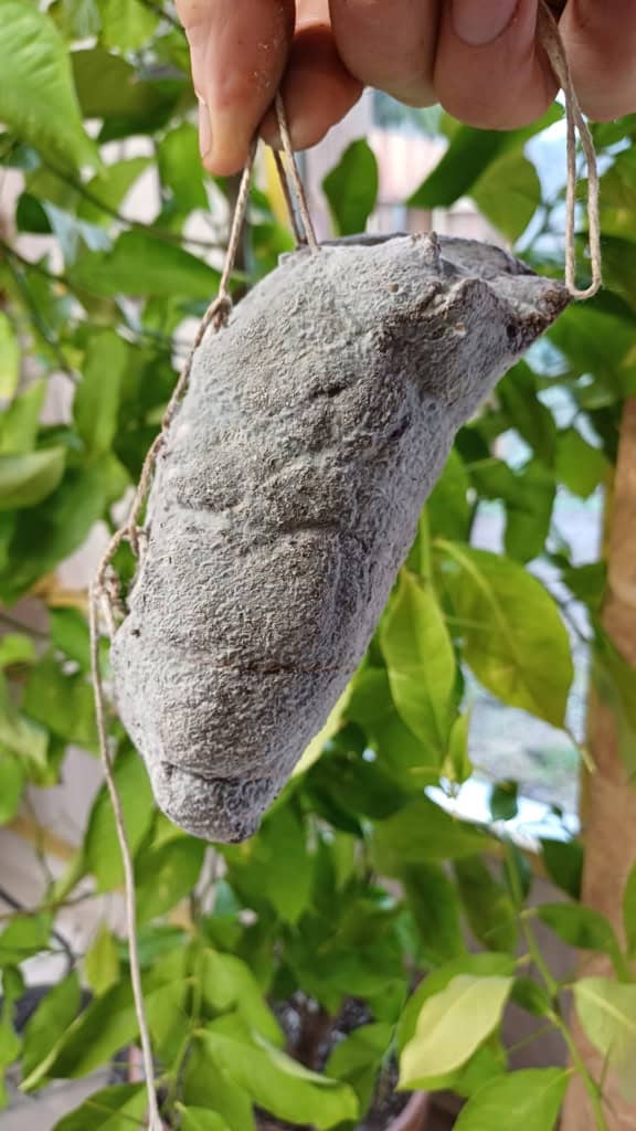 Viande séchée sous l'auvent en hiver, protégée par un voile anti-insectes
